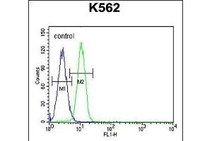 G6PC Antibody (Center) (ABIN651417 and ABIN2840227) flow cytometric analysis of K562 cells (right histogram) compared to a negative control cell (left histogram). (G6PC 抗体  (AA 123-149))