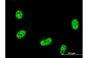 Immunofluorescence of purified MaxPab antibody to SEPT12 on HeLa cell. (Septin 12 抗体  (AA 1-358))