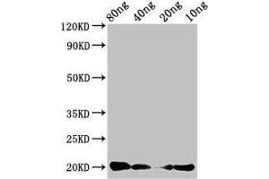Western Blot Positive WB detected in Recombinant protein All lanes: CALCA antibody at 3 μg/mL Secondary Goat polyclonal to rabbit IgG at 1/50000 dilution Predicted band size: 20 kDa Observed band size: 20 kDa (CGRP 抗体  (AA 85-116))