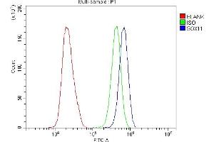 Flow Cytometry analysis of Hela cells using anti-SOX11 antibody (ABIN7599320). (SOX11 抗体  (AA 1-374))