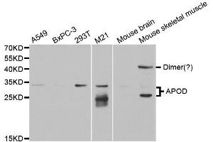 Western Blotting (WB) image for anti-Apolipoprotein D (APOD) antibody (ABIN1876485) (Apolipoprotein D 抗体)