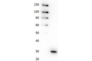 Western Blot of Anti-GFP HRP Conjugated Antibody Western Blot of Anti-GFP Monoclonal Antibody Peroxidase Conjugate. (GFP 抗体  (HRP))