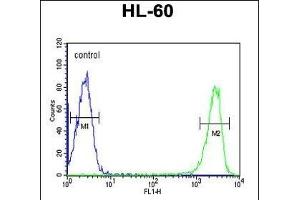 KIR2DS3 Antibody (C-term) (ABIN651950 and ABIN2840472) flow cytometric analysis of HL-60 cells (right histogram) compared to a negative control cell (left histogram). (KIR2DS3 抗体  (C-Term))