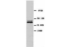 Image no. 1 for anti-Enolase 2 (Gamma, Neuronal) (ENO2) (C-Term) antibody (ABIN1493043) (ENO2/NSE 抗体  (C-Term))
