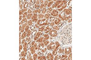 Immunohistochemical analysis of paraffin-embedded Human kidney tissue using A performed on the Leica® BOND RXm. (Sclerostin 抗体  (N-Term))