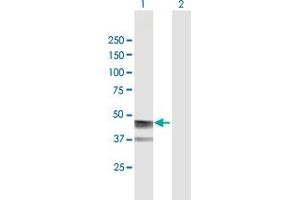 Western Blot analysis of ASPN expression in transfected 293T cell line by ASPN MaxPab polyclonal antibody. (Asporin 抗体  (AA 1-384))