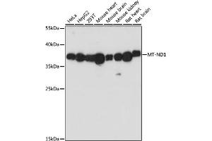 Western blot analysis of extracts of various cell lines, using MT-ND1 antibody (ABIN7268598) at 1:1000 dilution.