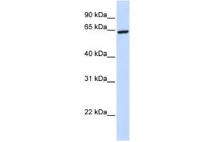 Western Blotting (WB) image for anti-Zinc Finger Protein 280B (ZNF280B) antibody (ABIN2458440) (ZNF280B 抗体)