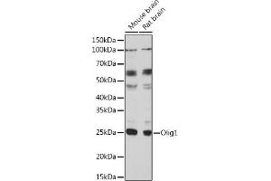 Western blot analysis of extracts of various cell lines, using Olig1 Polyclonal Antibody (ABIN7269091) at 1:1000 dilution. (OLIG1 抗体  (AA 1-100))