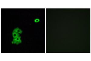 Immunofluorescence analysis of A549 cells, using OR4C6 antibody. (OR4C6 抗体  (Internal Region))
