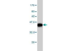 Western Blot detection against Immunogen (36. (NOVA1 抗体  (AA 408-507))