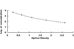 Rabbit Capture antibody from the kit in ELISA with Positive Control: Serum. (Noradrenaline ELISA 试剂盒)