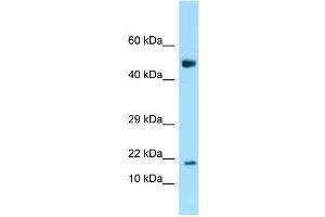WB Suggested Anti-Ankrd37 Antibody Titration: 1. (ANKRD37 抗体  (N-Term))