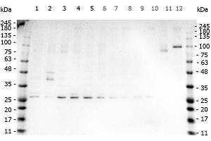 Western Blot of Rabbit anti-TNF Alpha antibody. (TNF alpha 抗体)