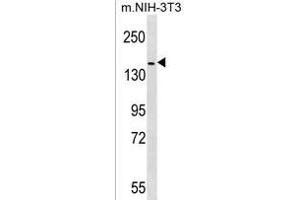 HER4 Antibody (p) (ABIN1536665 and ABIN2850515) western blot analysis in mouse NIH-3T3 cell line lysates (35 μg/lane). (ERBB4 抗体  (C-Term))