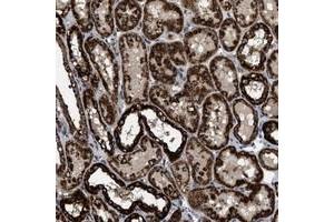 Immunohistochemical staining of human kidney with TMEM150 polyclonal antibody  shows strong cytoplasmic positivity in tubules. (TMEM150A 抗体)