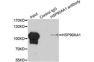 Immunoprecipitation analysis of 200ug extracts of HeLa cells using 1ug HSP90AA1 antibody.