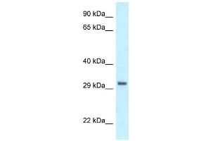 Western Blot showing PEX19 antibody used at a concentration of 1 ug/ml against HCT15 Cell Lysate (PEX19 抗体  (C-Term))