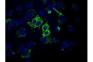 Anti-HIBCH mouse monoclonal antibody (ABIN2453129) immunofluorescent staining of COS7 cells transiently transfected by pCMV6-ENTRY HIBCH (RC209814). (HIBCH 抗体)
