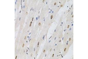 Immunohistochemistry (Paraffin-embedded Sections) (IHC (p)) image for anti-Karyopherin (Importin) alpha 4 (KPNA4) (AA 1-240) antibody (ABIN3015855)