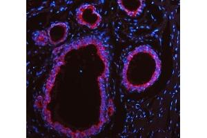 IF analysis of Cytokeratin 19 using anti-Cytokeratin 19 antibody (ABIN3043288). (Cytokeratin 19 抗体  (C-Term))