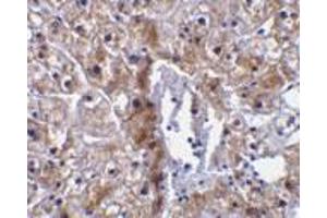 Immunohistochemical staining of human liver tissue using AP30193PU-N caspase-12 antibody (small) at 10 μg/ml. (Caspase 12 抗体  (small))