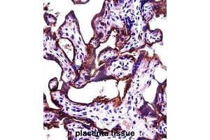 Immunohistochemistry (IHC) image for anti-Alkaline Phosphatase, Placental-Like 2 (ALPPL2) antibody (ABIN2997395) (ALPPL2 抗体)