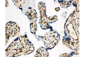 IHC-P: HSD17B2 antibody testing of human placenta tissue (HSD17B2 抗体  (AA 373-387))