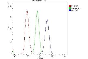 anti-VEGF Receptor 2 (VEGFR2) (AA 20-244) antibody