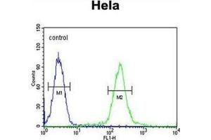 Flow cytometric analysis of Hela cells using GALNT4 Antibody (N-term) Cat. (GALNT4 抗体  (N-Term))