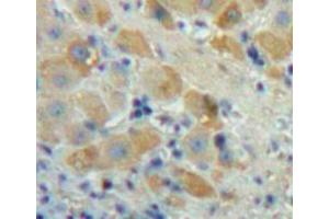 IHC-P analysis of Liver tissue, with DAB staining. (FGF23 抗体  (AA 25-251))