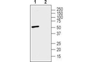 Western Blotting (WB) image for anti-Solute Carrier Family 30 (Zinc Transporter), Member 3 (Slc30a3) (AA 210-223) antibody (ABIN7043715)