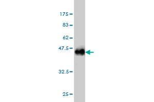 Western Blotting (WB) image for anti-TSC22 Domain Family, Member 1 (TSC22D1) (AA 1-144) antibody (ABIN563837)