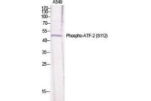 Western Blot (WB) analysis of specific cells using Phospho-ATF-2 (S112) Polyclonal Antibody. (ATF2 抗体  (pSer112))