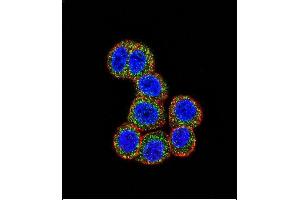 Immunofluorescence (IF) image for anti-V-Raf-1 Murine Leukemia Viral Oncogene Homolog 1 (RAF1) (AA 1-30), (N-Term) antibody (ABIN392261)