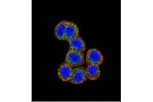 Confocal immunofluorescent analysis of RAF1 Antibody (N-term) (ABIN392261 and ABIN2841943) with Hela cell followed by Alexa Fluor 488-conjugated goat anti-rabbit lgG (green). (RAF1 抗体  (N-Term))