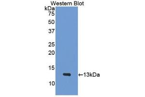 Detection of Recombinant PF4, Mouse using Polyclonal Antibody to Platelet Factor 4 (PF4) (PF4 抗体  (AA 30-105))