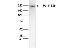 Western Blot of anti-Pol II S2p antibody Western Blot results of Mouse anti-Pol II S2p antibody.
