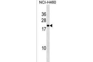 IAL4A Antibody (Center) (ABIN1538554 and ABIN2850281) western blot analysis in NCI- cell line lysates (35 μg/lane). (PPIAL4A 抗体  (AA 66-92))