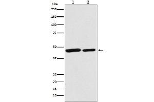 anti-Citrate Synthetase antibody