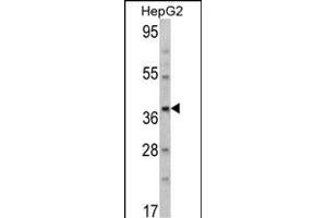 Western blot analysis of T Antibody (N-term) (ABIN390700 and ABIN2840986) in HepG2 cell line lysates (35 μg/lane). (Aminomethyltransferase 抗体  (N-Term))