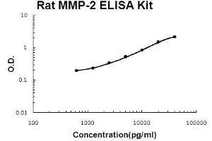 Rat MMP-2 PicoKine ELISA Kit standard curve