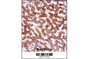 IHH Antibody immunohistochemistry analysis in formalin fixed and paraffin embedded human liver tissue followed by peroxidase conjugation of the secondary antibody and DAB staining. (Indian Hedgehog 抗体  (N-Term))
