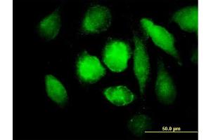Immunofluorescence (IF) image for anti-Monoamine Oxidase B (MAOB) (AA 1-520) antibody (ABIN517734)