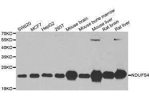 Western blot analysis of extracts of various cell lines, using NDUFS4 antibody. (NDUFS4 抗体  (AA 1-175))