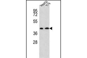 DAT Antibody (Center) (ABIN654120 and ABIN2843997) western blot analysis in HepG2,Y79 cell line lysates (35 μg/lane). (AADAT 抗体  (AA 196-224))