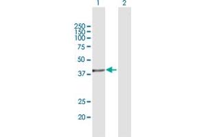 Western Blot analysis of ASNA1 expression in transfected 293T cell line by ASNA1 MaxPab polyclonal antibody.