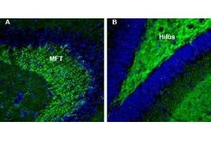 Expression of Synapsin 3 in mouse and rat hippocampus - Immunohistochemical staining of perfusion-fixed frozen mouse brain sections with Anti-Synapsin III (SYN3) Antibody (ABIN7043788, ABIN7044664 and ABIN7044665), (1:200), followed by goat anti-rabbit-AlexaFluor-488. (Synapsin III 抗体  (C-Term, Extracellular))