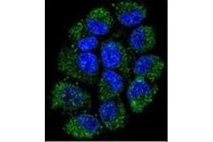 Confocal immunofluorescent analysis ofCL029 antibody (N-term) Cat. (C12ORF29 抗体  (N-Term))