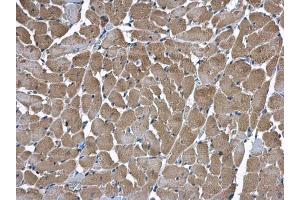 Immunohistochemistry (IHC) image for anti-Hydroxysteroid (17-Beta) Dehydrogenase 4 (HSD17B4) antibody (ABIN2855717)